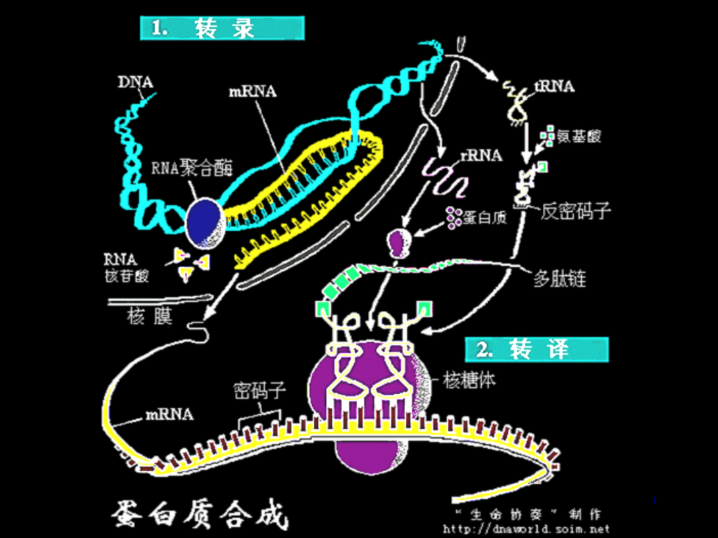 第十四章蛋白质的生物合成