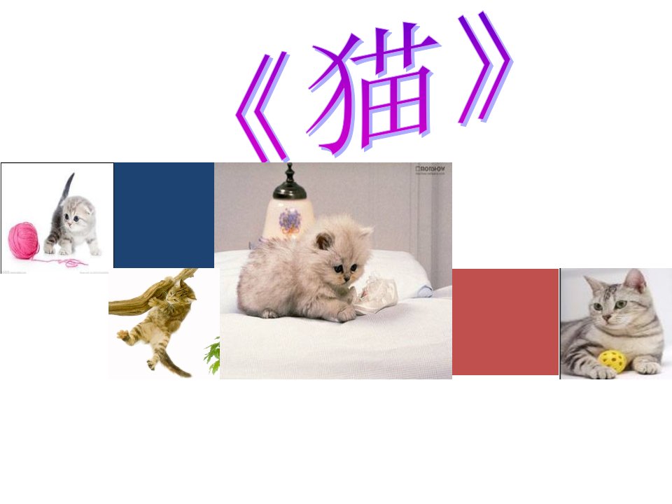 《猫》说课稿课件