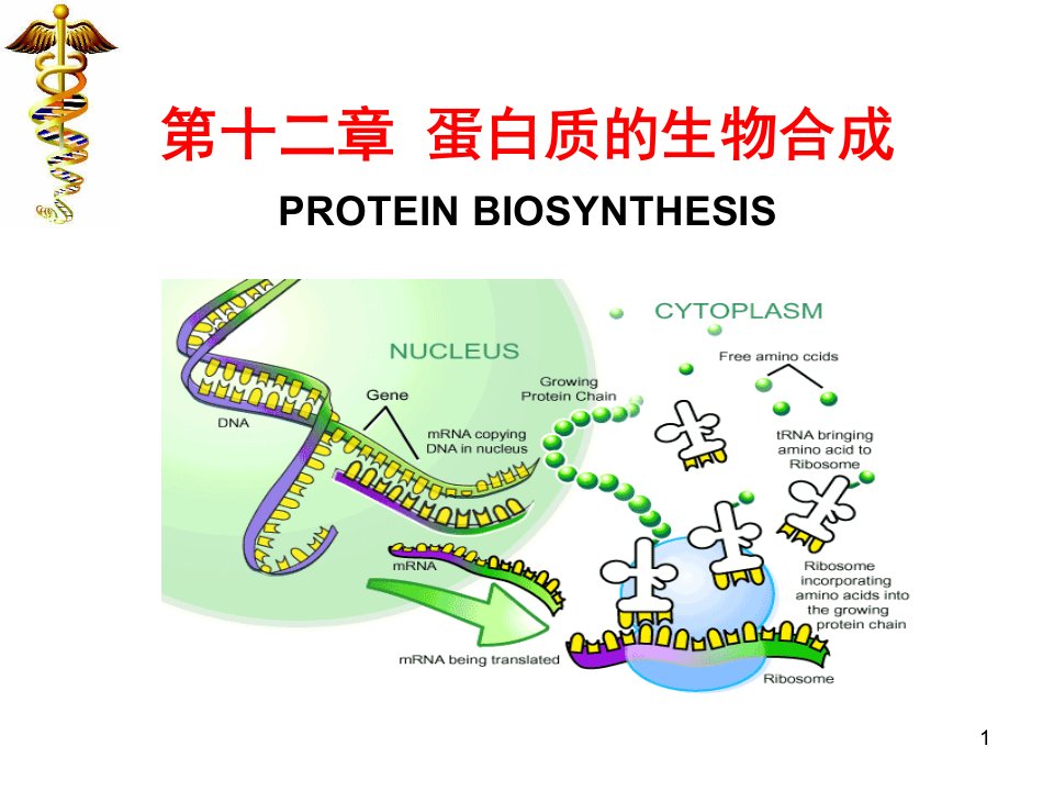 生物化学课件（杨洋）14.蛋白质生物合成