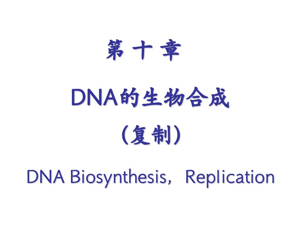 dna的生物合成课件