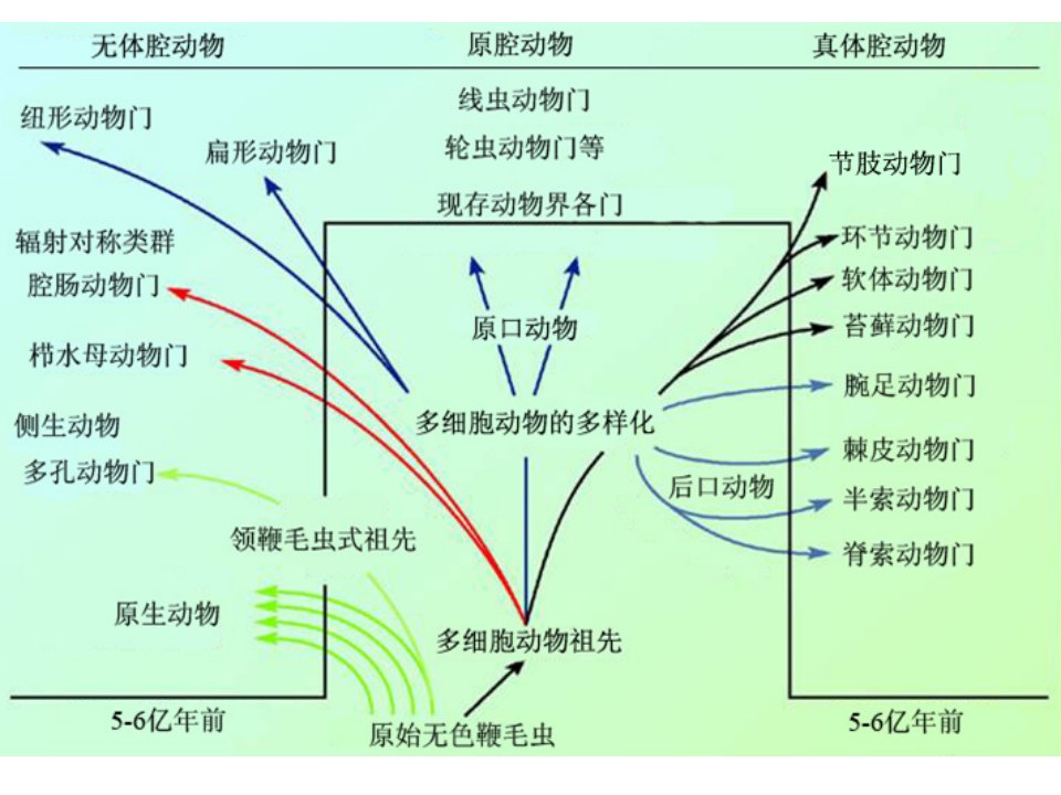 大学生物无脊椎动物总复习