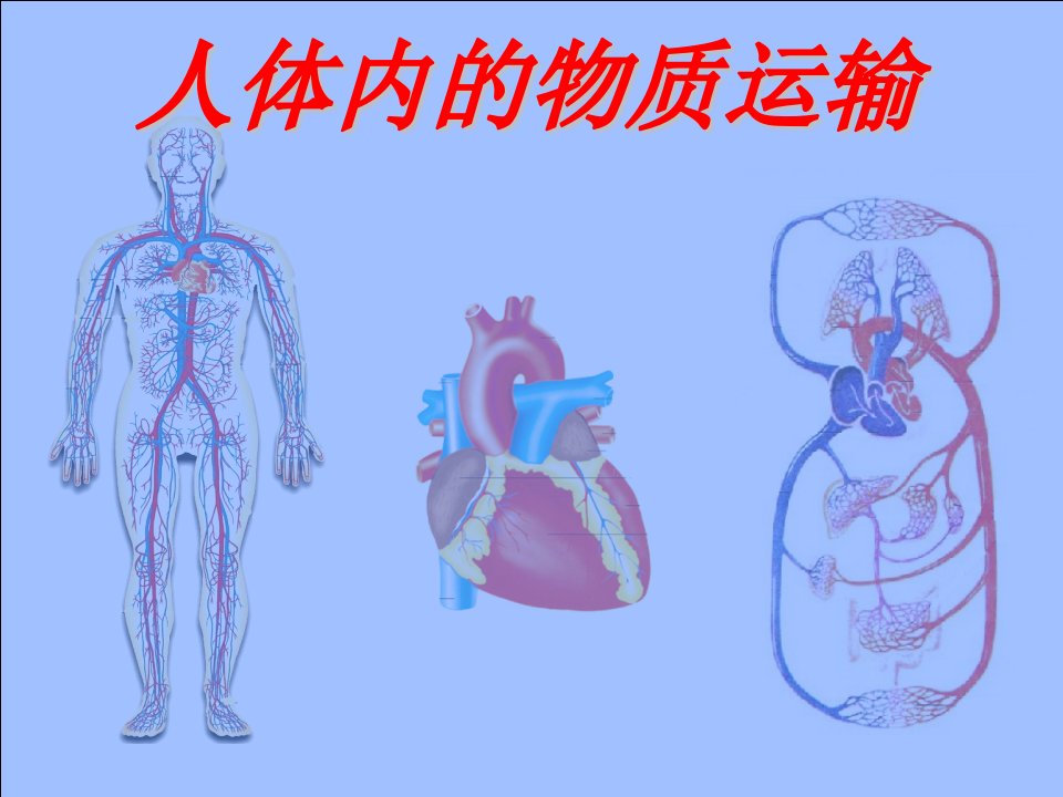 人体内物质的运输复习课件