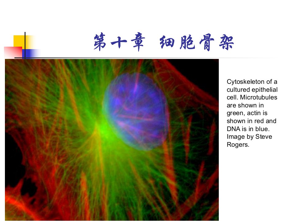 《细胞骨架N》PPT课件