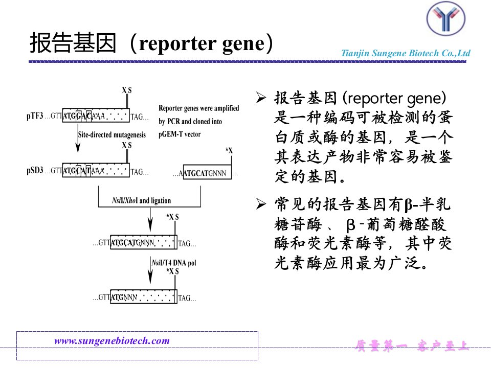 报告基因原理和应用