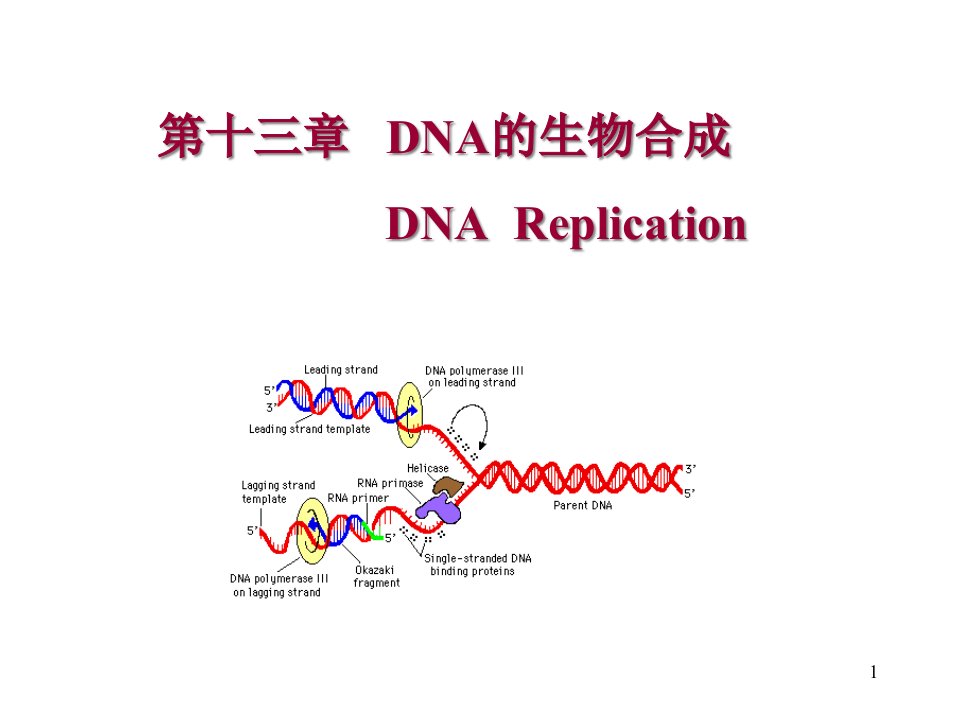 生科第十三章