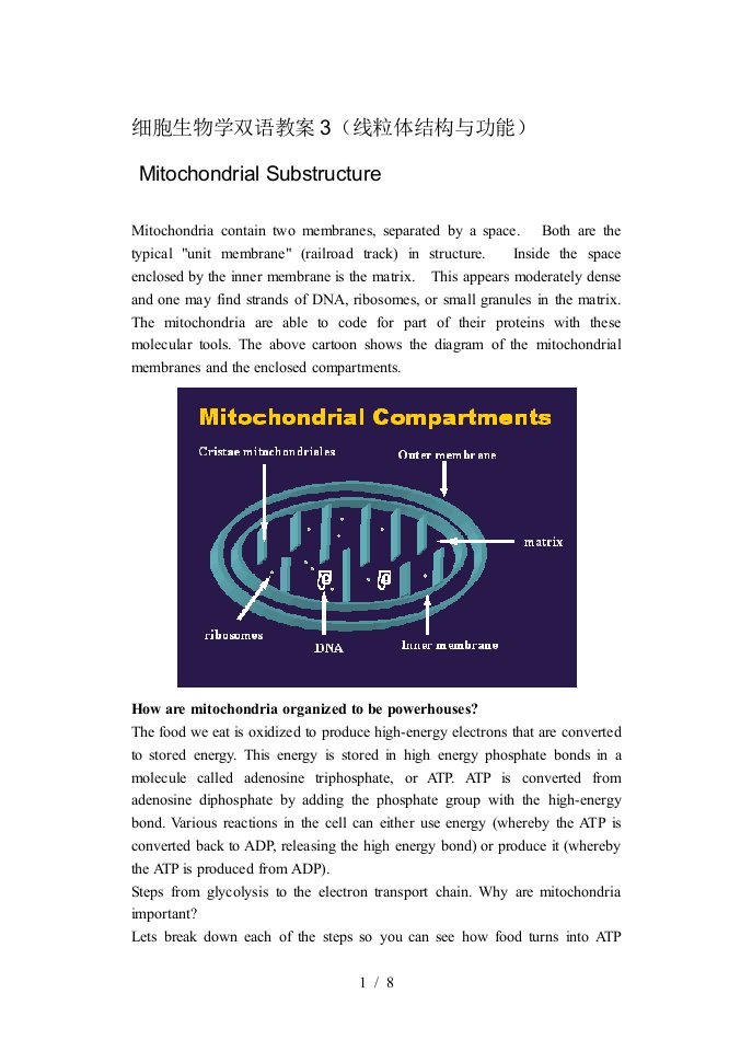 细胞生物学双语教案3(线粒体结构与功能)