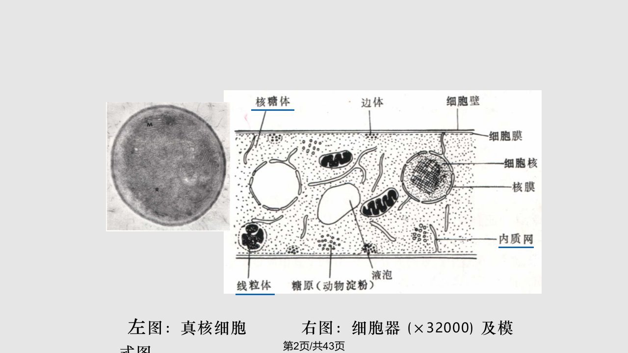 真菌学张其威