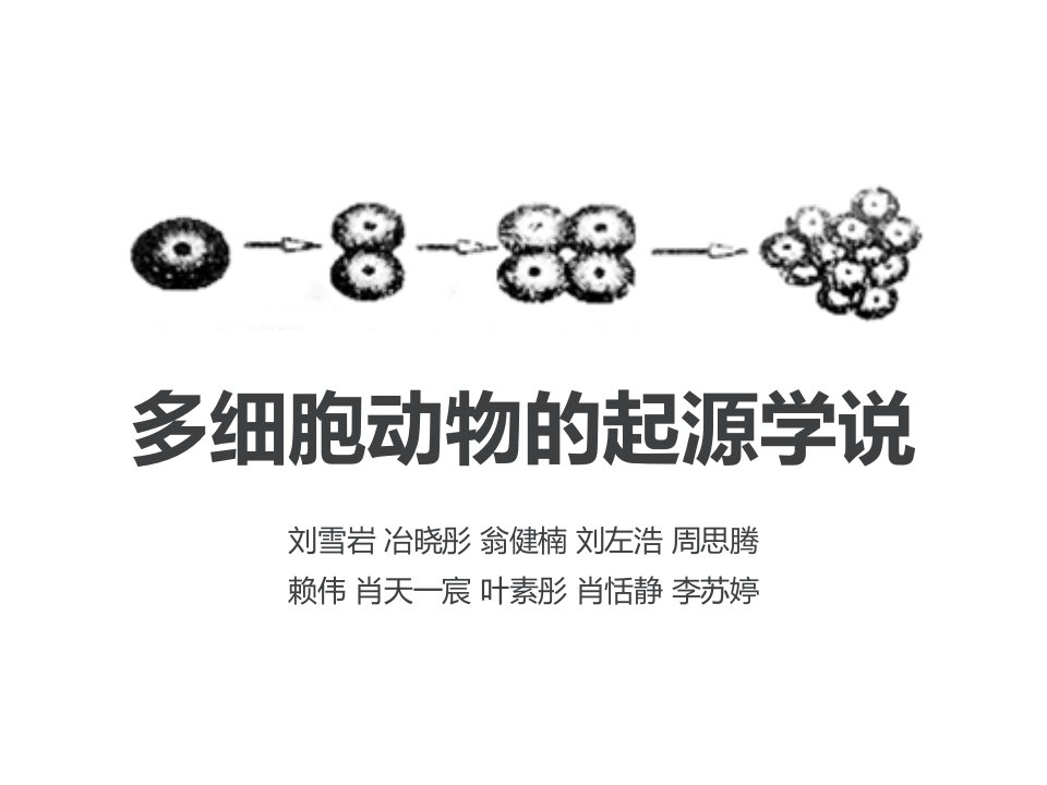 第4组-多细胞动物的起源学说