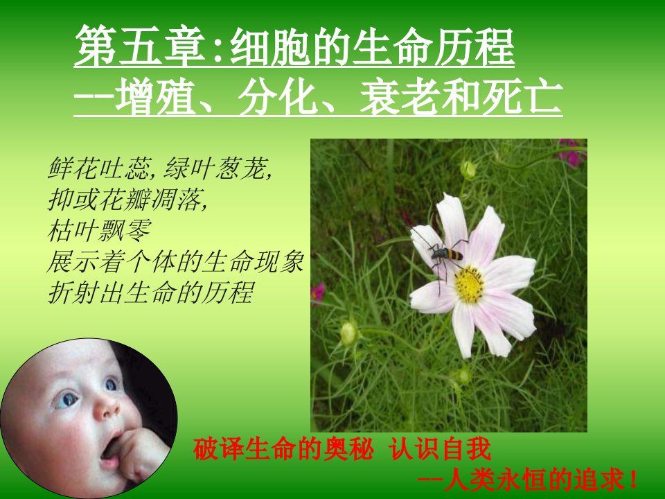 《高一生物细胞分裂》PPT课件