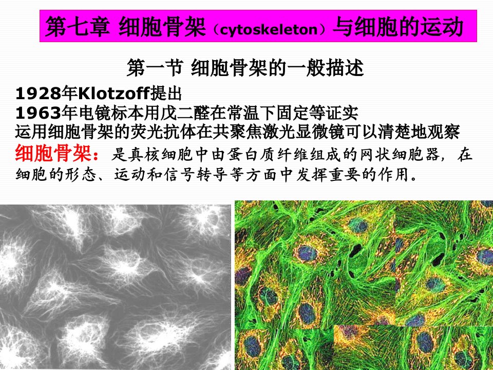 细胞骨架与细胞运输