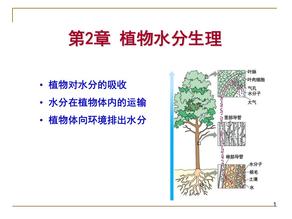 植物生理学第二章-水分代谢PPT课件