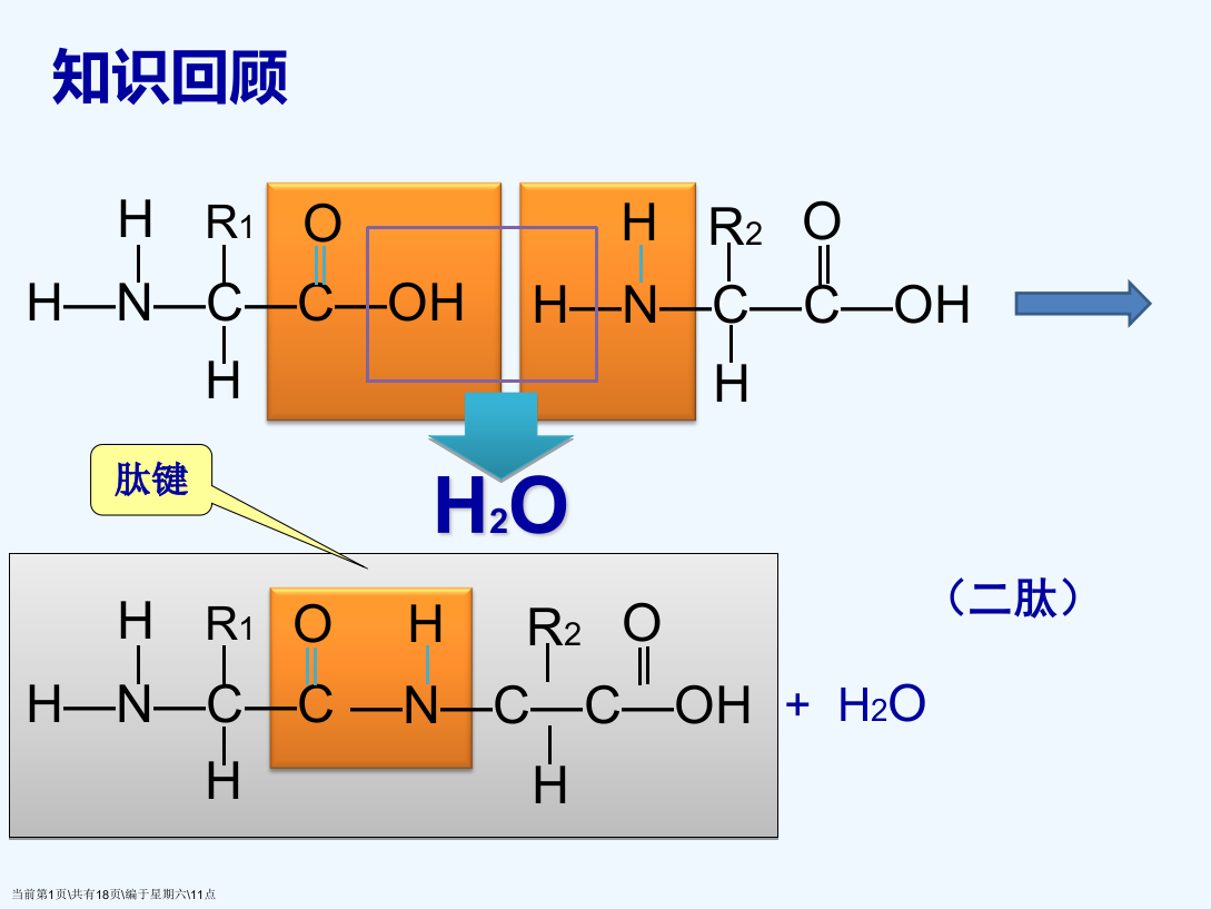 蛋白质结构多样性与功能