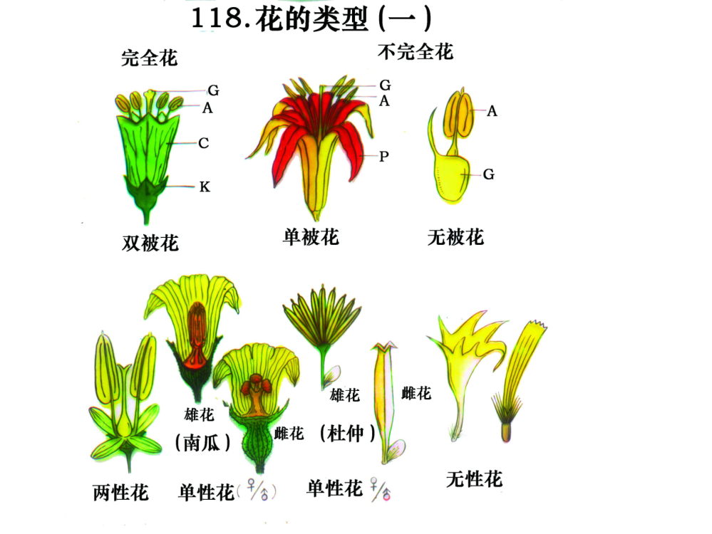 （中小学资料）花类型[教学]