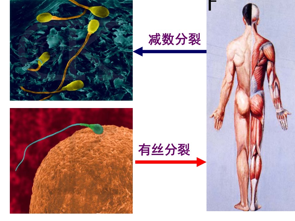 有丝分裂和减数分裂可用