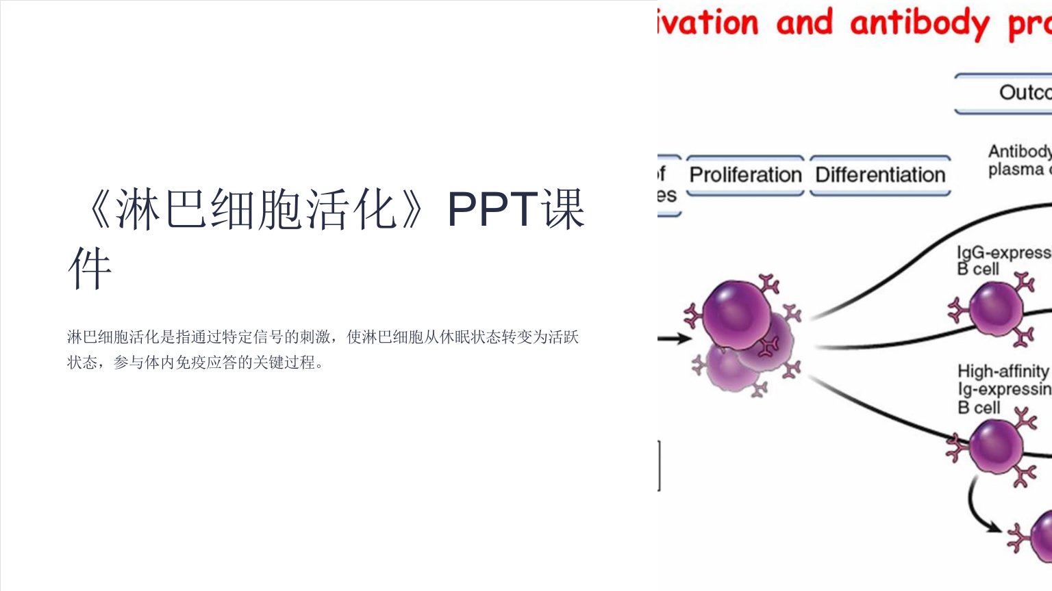 《淋巴细胞活化》课件