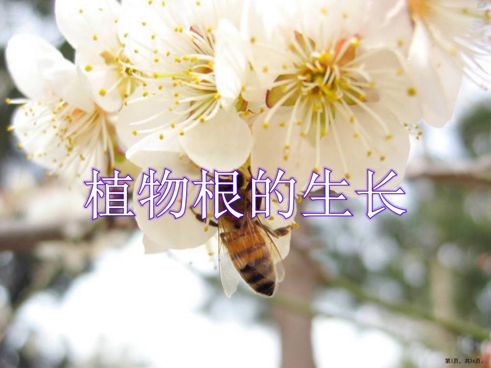 《植物根的生长》课件