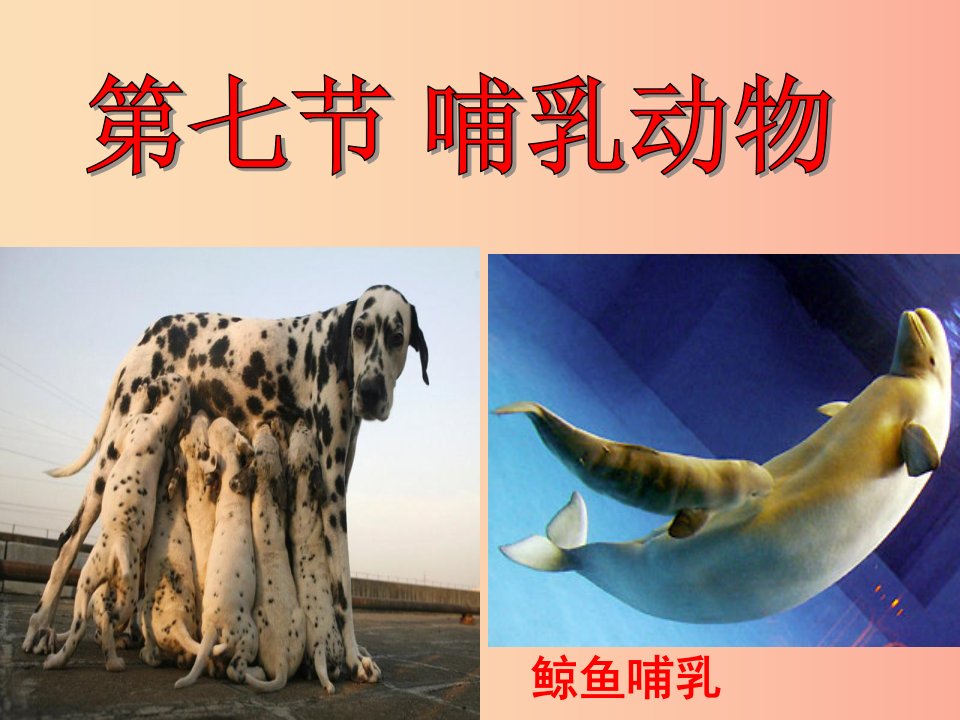 八年级生物上册