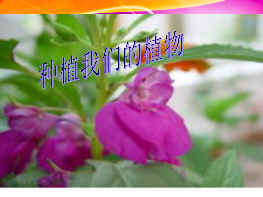 小学-科学-种植我们的植物ppt课件