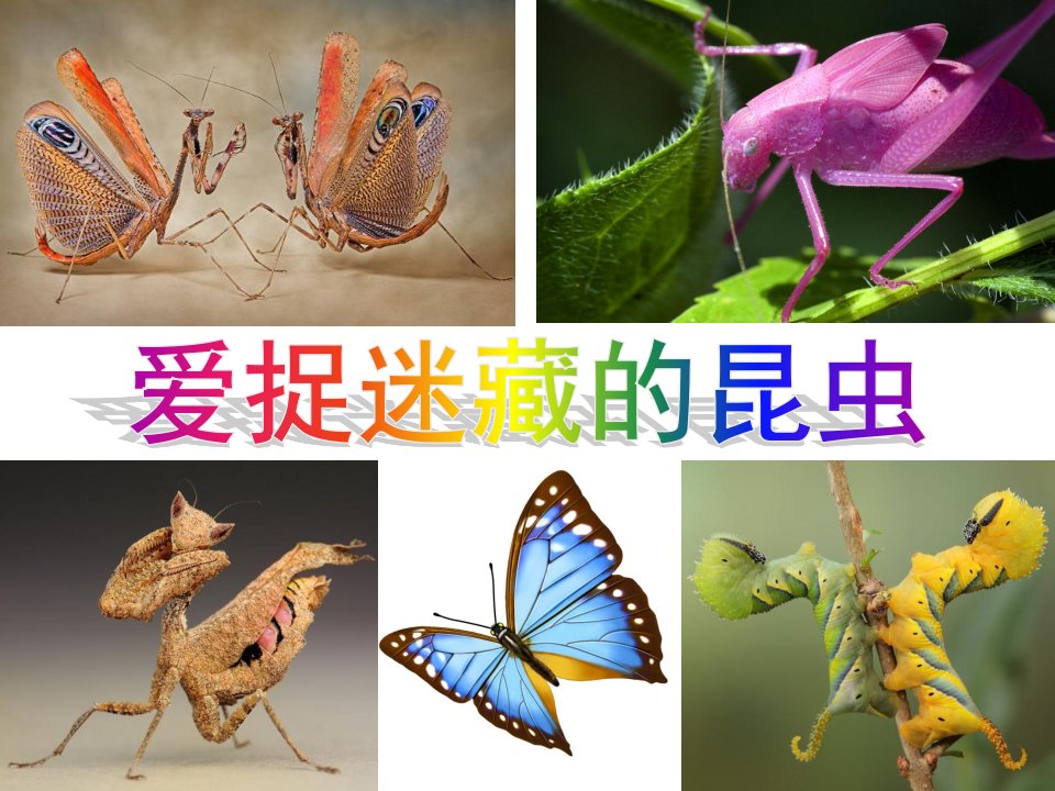 中班科学《爱捉迷藏的昆虫》PPT课件教案PPT课件