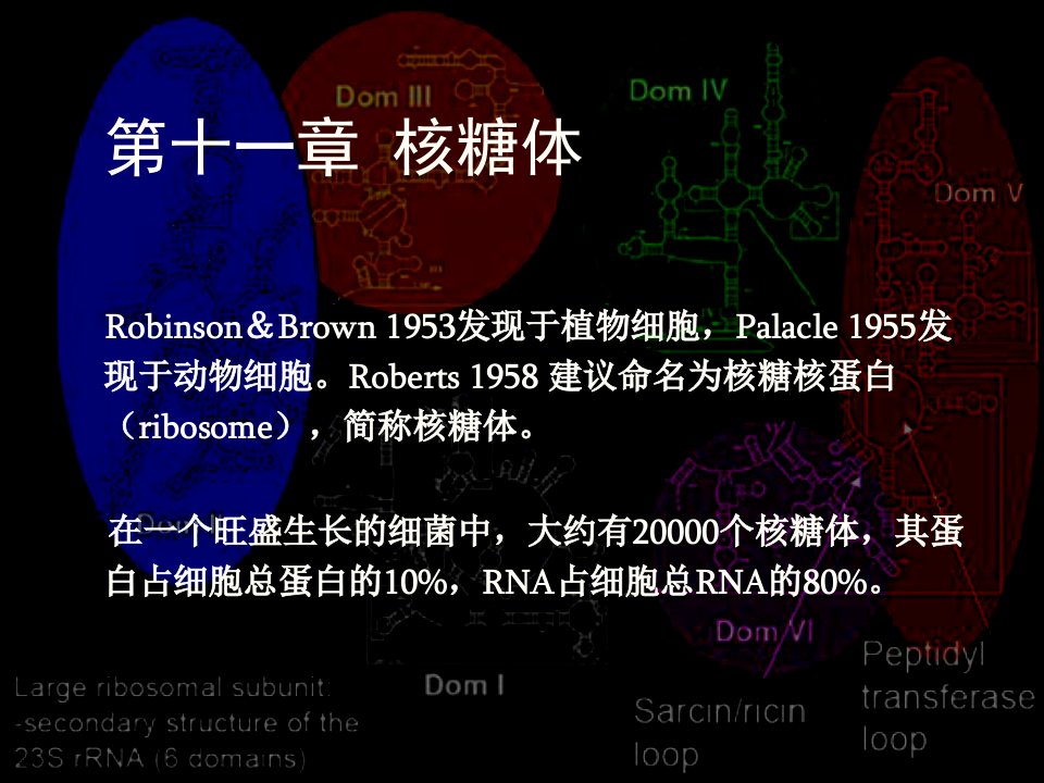 细胞生物学110核糖体