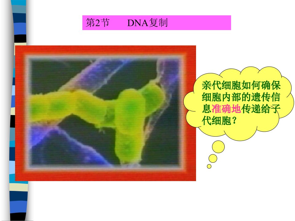 DNA复制和蛋白质合成