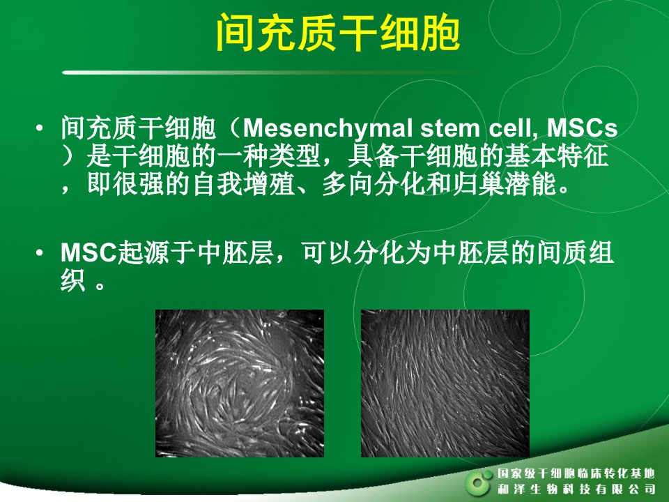 MSC干细胞PPT课件