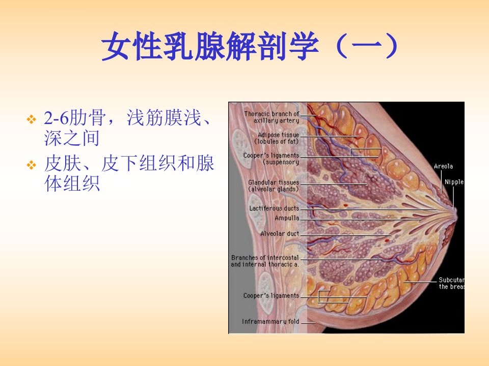 乳腺疾病的诊断与治疗ppt课件