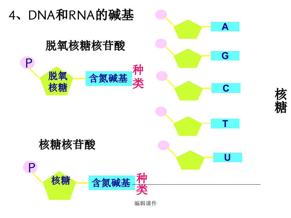 核苷酸结构简图