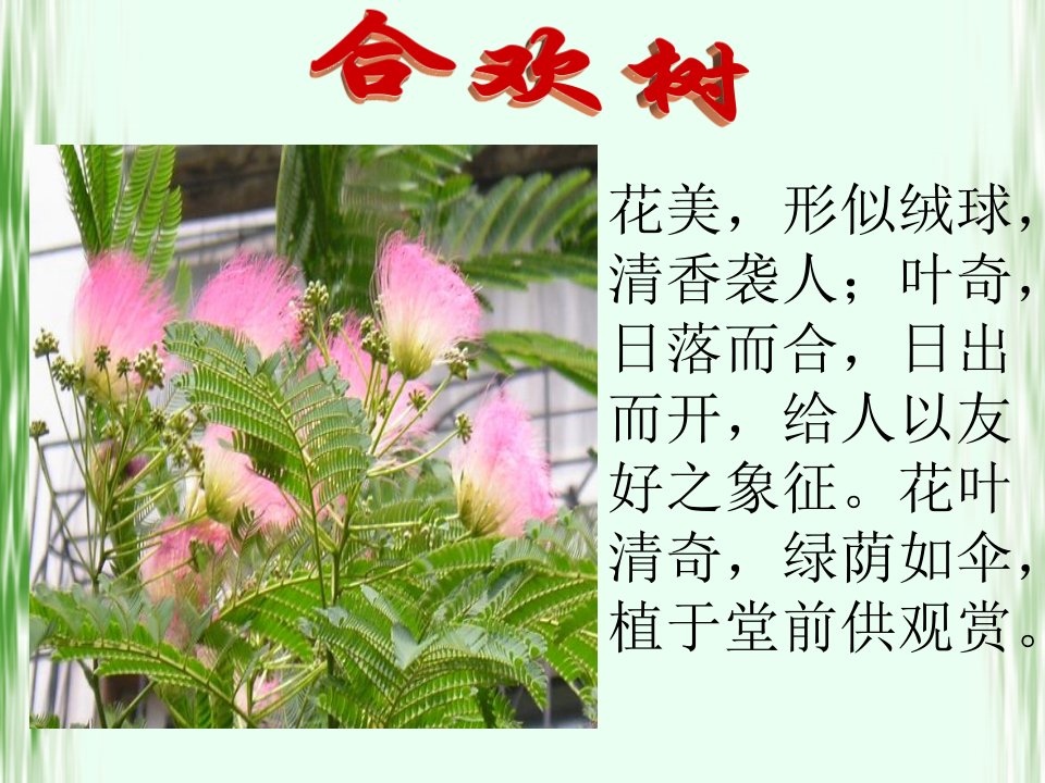 《合欢树》（39页）