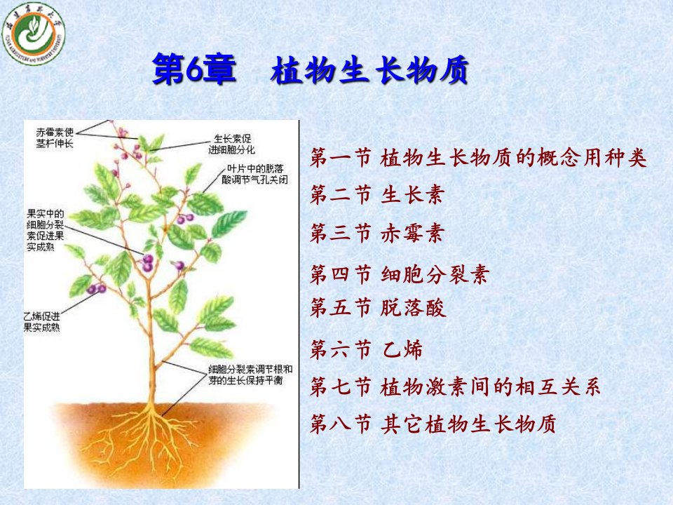 第6章植物生长物质