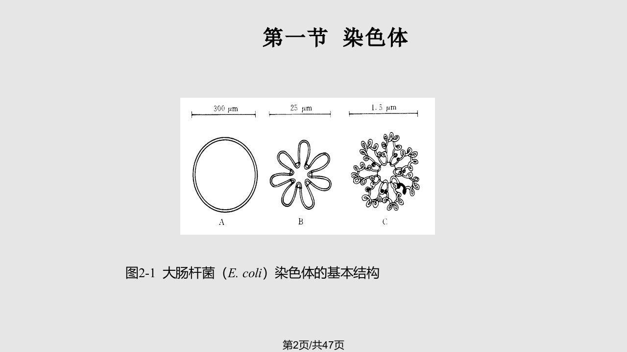 DNA的结构复制和修复