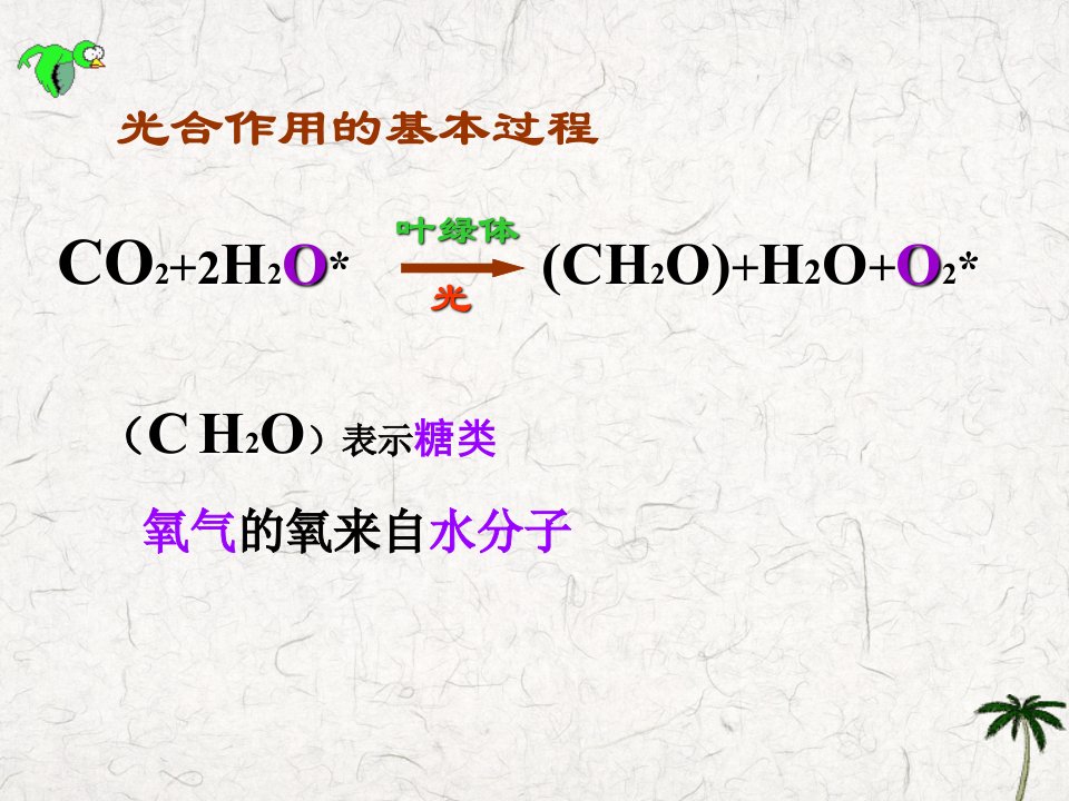 422光合作用的过程