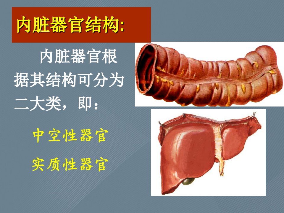 人体解剖学内脏总论消化系统理论课件