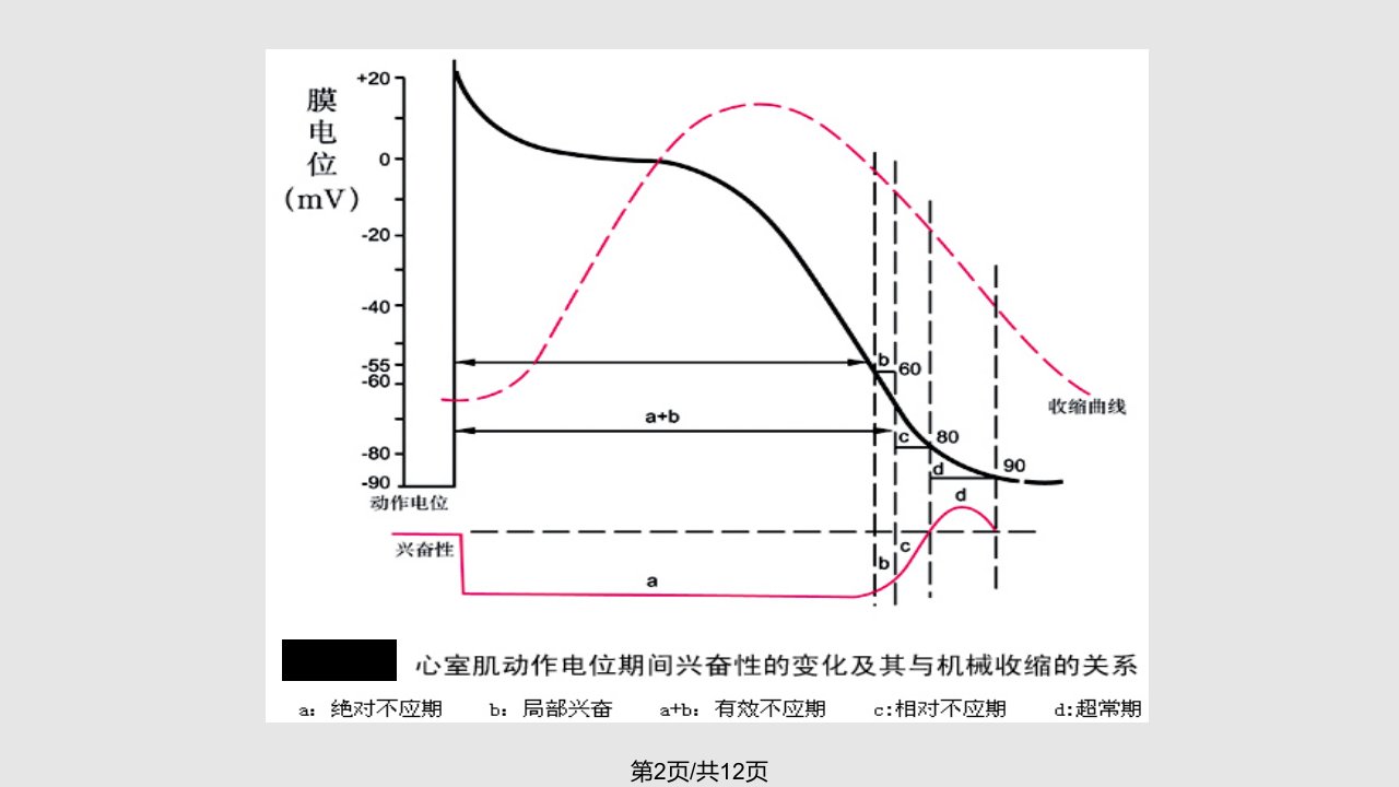 期前收缩与代偿间歇