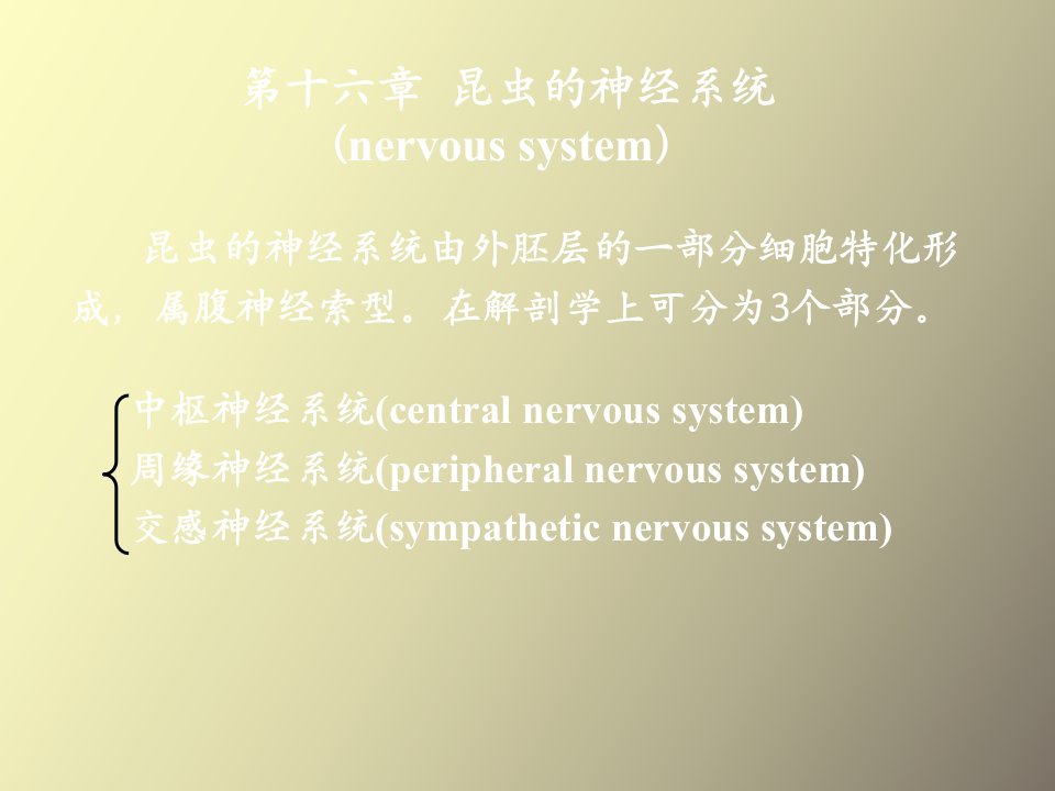 昆虫的神经系统