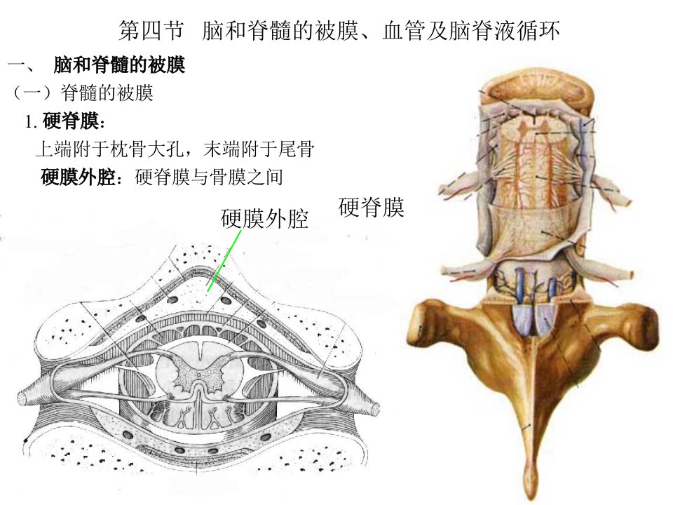 四节脑和脊髓的被膜血管及脑脊液循环