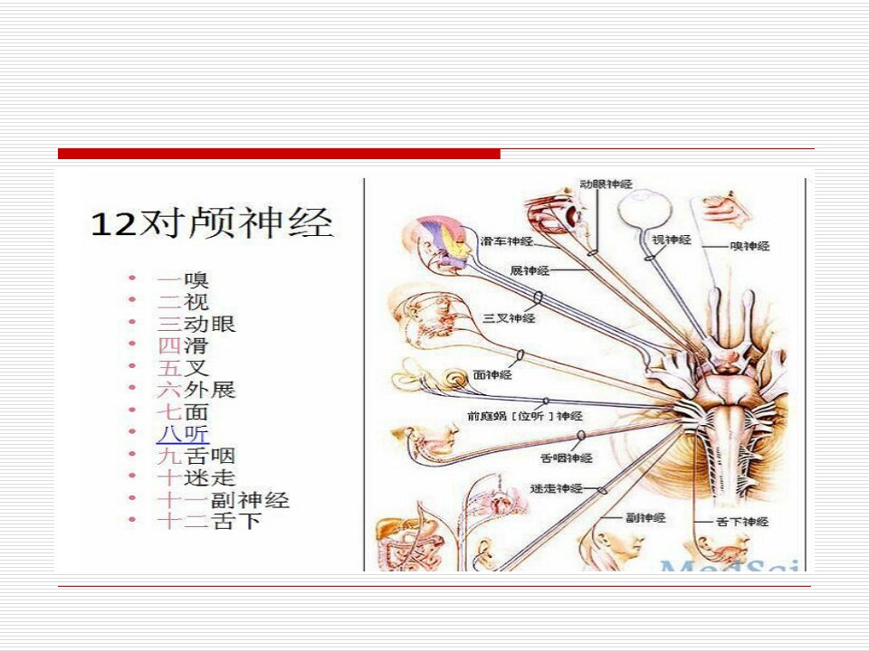 听神经瘤护理查房