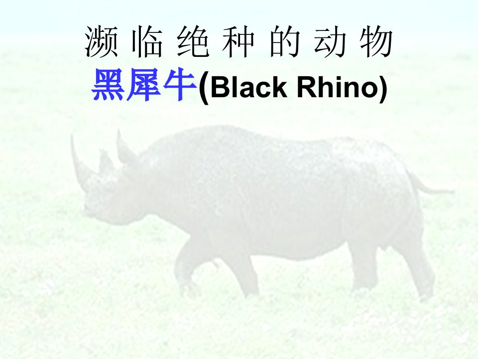 濒临绝种的动物黑犀牛blackrhino