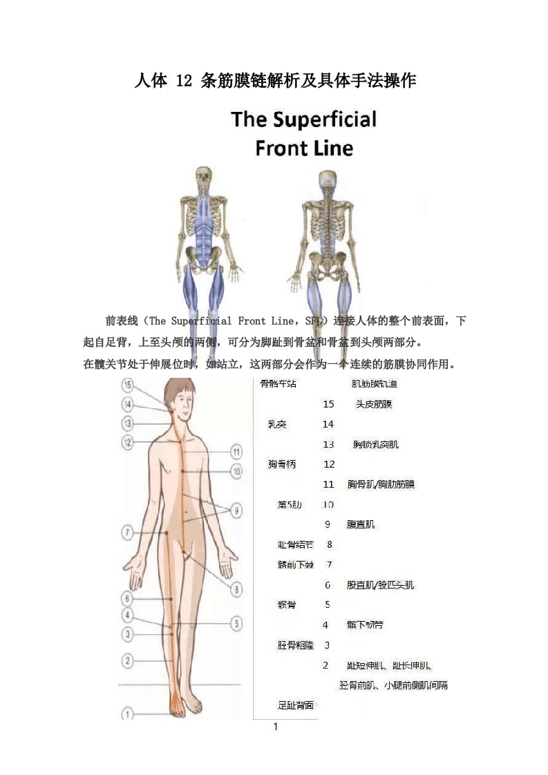 人体12条筋膜链解析及具体手法操作