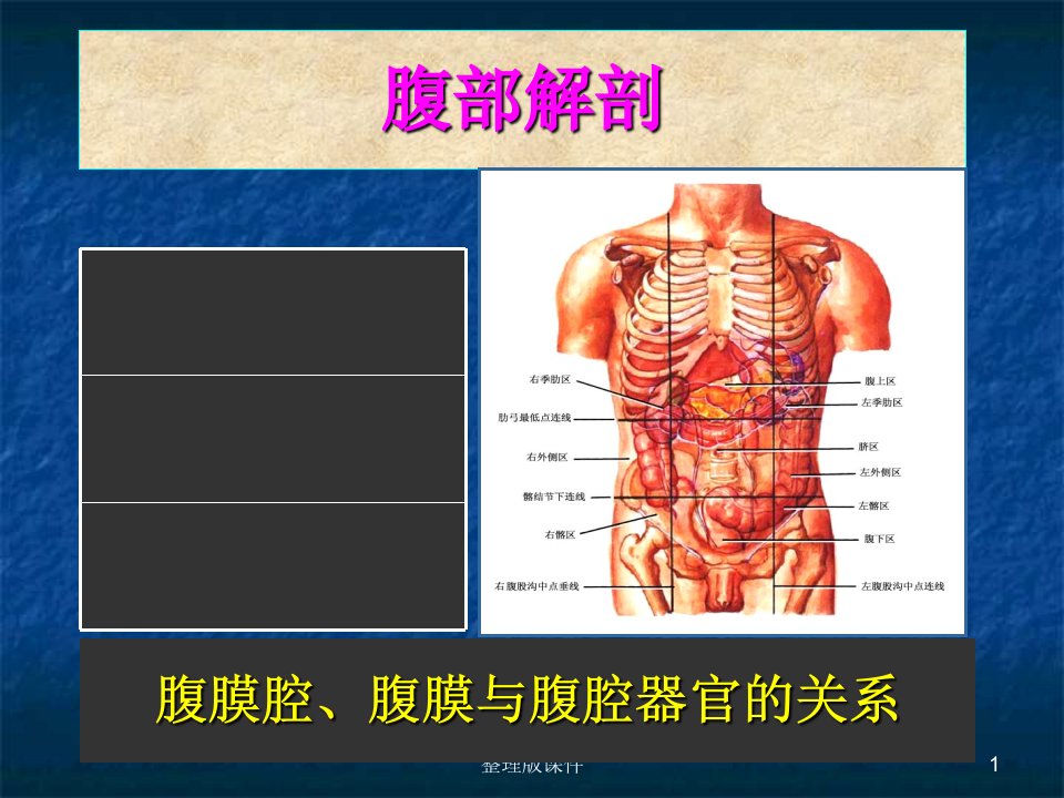 腹部的局部解剖PPT课件