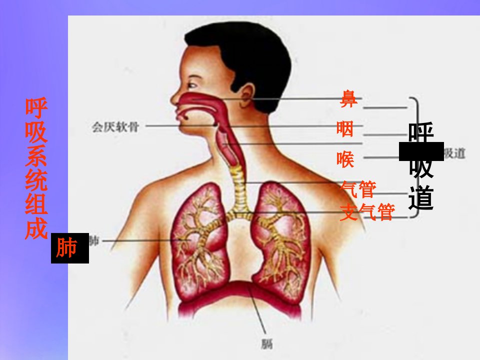 七年级生物下册