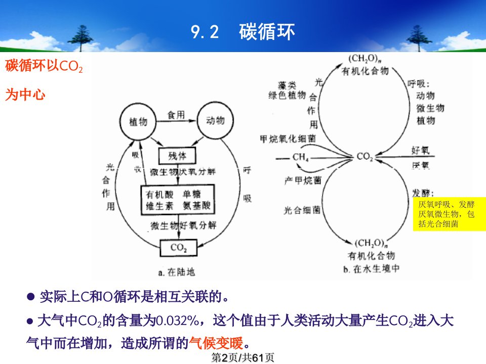 环境微生物学微生物在环境物质循环中的作用