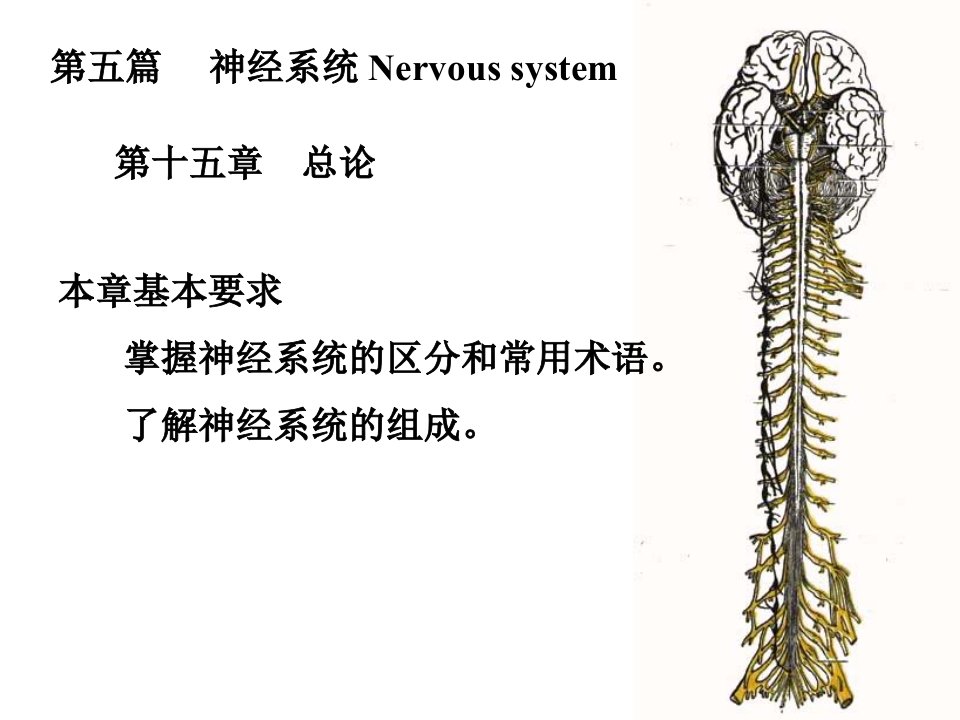 神经系统总论脊髓1