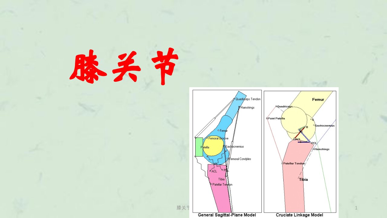 膝关节生物力学课件