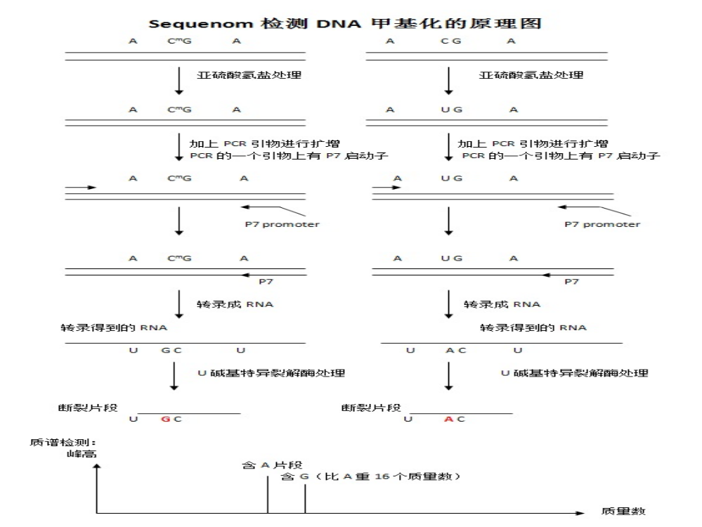 甲基化原理ppt课件