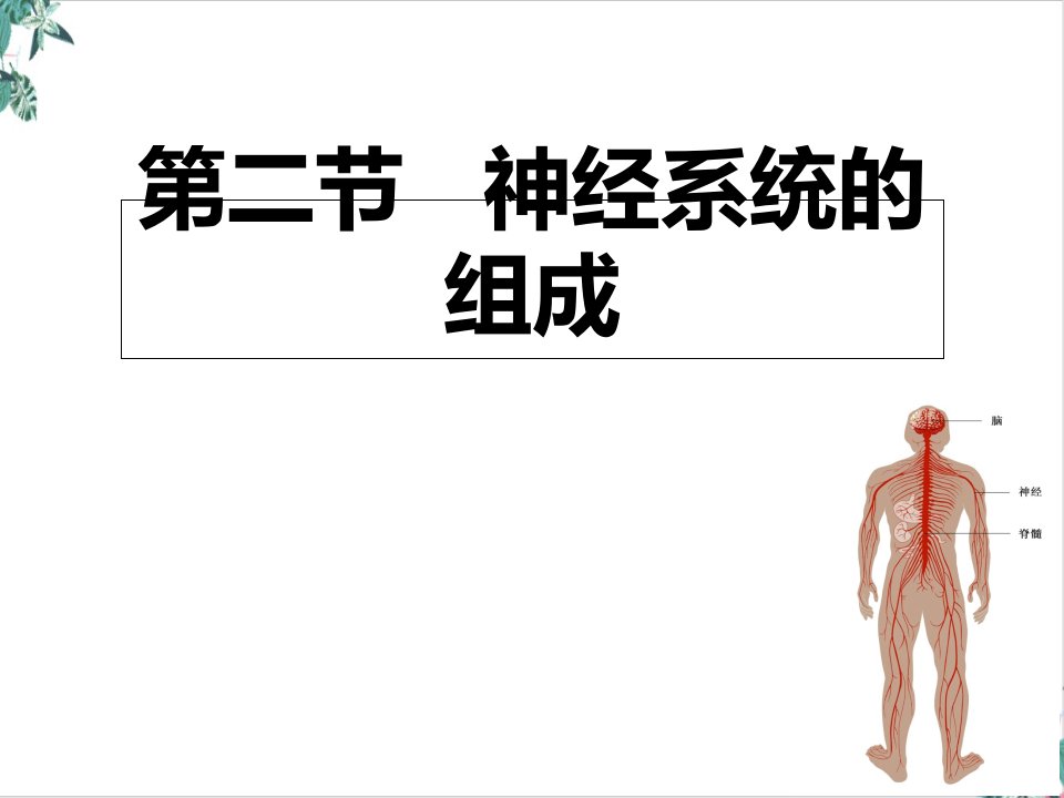 人教版生物神经系统的组成PPT说课稿课件