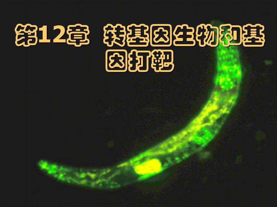 分子生物学吕社民转基因生物与基因打靶