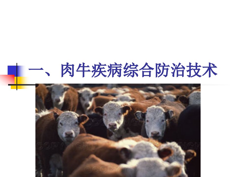 一,肉牛疾病综合防治技术-课件（PPT·精·选）