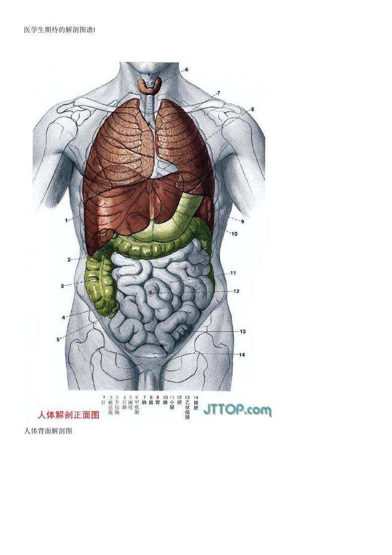 医学生期待的解剖图谱89534720