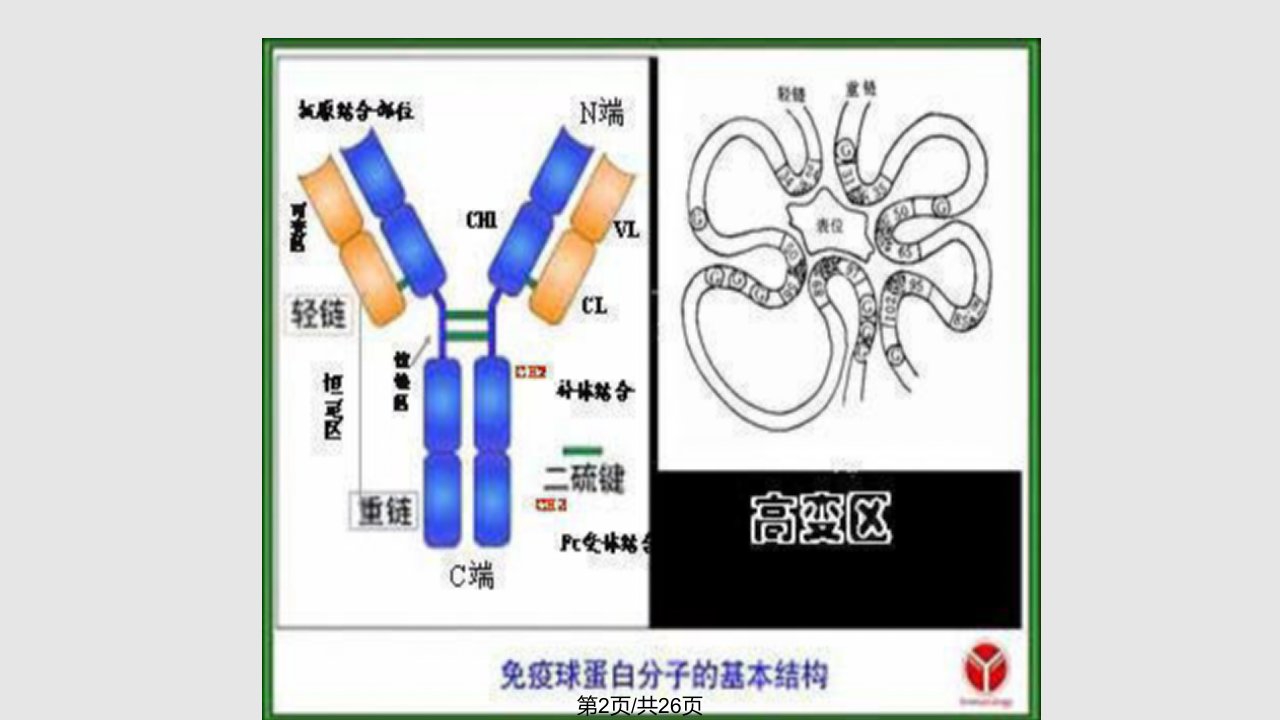 抗原抗体反应的特点